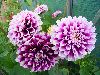 Dahlia